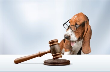 Cute domestic dog and judge's gavel