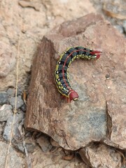caterpillar on a mountainside 