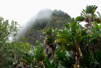 misty morning in the Maui Hawaii Iao Valley forest