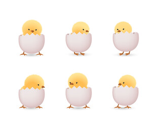 Chicks in lower part of white broken eggs  set