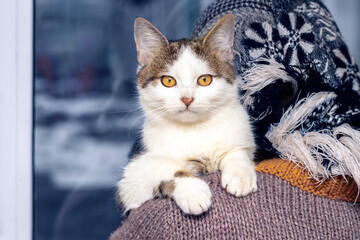 Fototapeta na wymiar A white spotted cat sits on the shoulder of an elderly woman