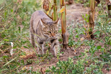A brown tabby cat walks along the flowerbed in the garden