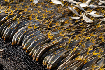 Tanjil Fishing village The Gambia