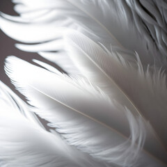 white soft feather on grey background