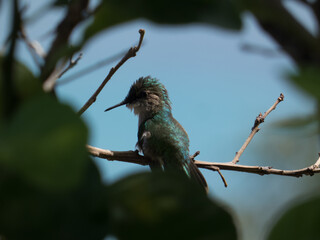 Colibri Martinique