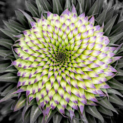 Nature's Mandala: Aerial Shot of a Mountain Plant with Radial Green and Purple Designs
