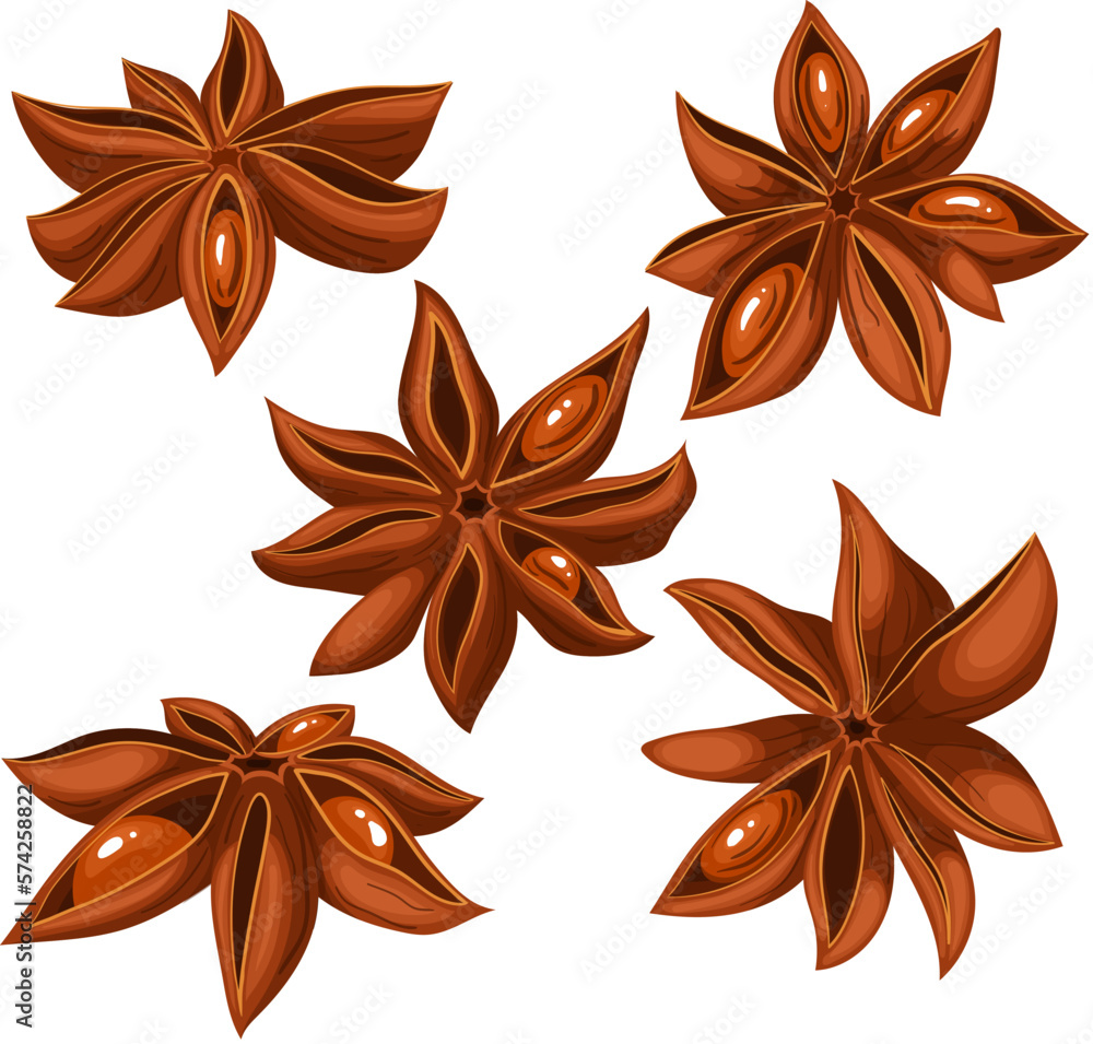 Canvas Prints anise star brown dry set cartoon vector illustration color sign