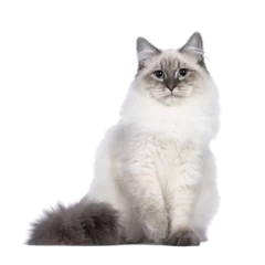 Zelfklevend Fotobehang Cute young Neva Masquerade cat kitten, sitting facing front. Looking towards camera with blue eyes and one paw playful lifted. Isolated cutout on transparent background. © Nynke