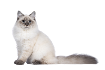 Cute young Neva Masquerade cat kitten, sitting side ways Looking towards camera with blue eyes. Isolated cutout on transparent background. Long tail behind body.