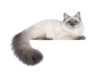 Cute young Neva Masquerade cat kitten, laying down side ways. Looking towards camera with blue eyes and tail hanging over edge. Isolated cutout on transparent background.