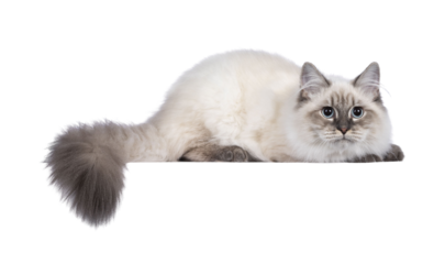 Cute young Neva Masquerade cat kitten, laying down side ways. Haed down, looking concentrated beside camera with blue eyes and otail hanging over edge. Isolated cutout on transparent background.