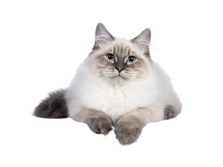 Cute young Neva Masquerade cat kitten, laying down facing front. Looking towards camera with blue eyes. Isolated cutout on transparent background. Paws over edge.