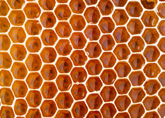 close-up of honeycombs with honey