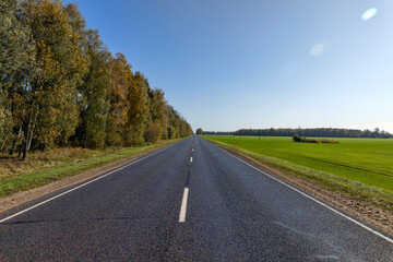 Yellowing foliage in the autumn season