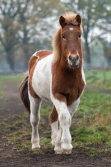 Islandpferde-Pferd- auf einer Weide. Herde