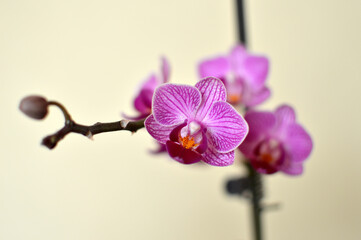 purple phalaenopsis orchid in bloom