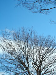 枯木の欅と早春の青空
