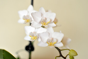 Fototapeta na wymiar white phalaenopsis orchid in bloom close up