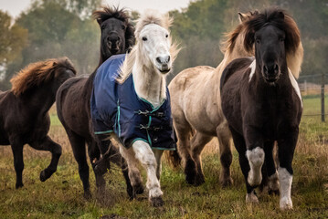 Fototapeta na wymiar Islandpferde-Pferd- auf einer Weide. Herde