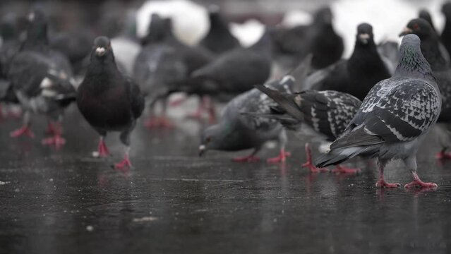 A group of gray doves walk down the street in a busy place, slow motion