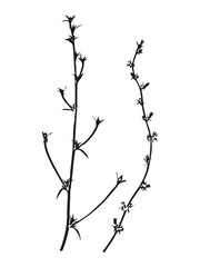 Botanical illustration. Vector silhouette of a plant, branch, twig, grass, herb or flower. Isolated black drawing on white background.