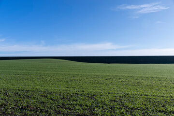 Fototapeta na wymiar A farmer's field where wheat is grown to harvest grain