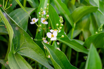 Decorative green plants with white blossomed flowers under the bright sunlight
