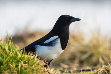 Eurasian Magpie, Pica pica