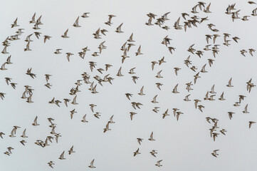 Grey Plover, Pluvialis squatarola - Birds in the environment during winter migration