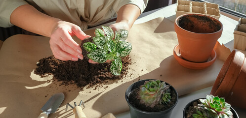 Garden,gardening home. Girl replanting green pasture in home garden.agriculture,indoor garden,room with plants banner Potted green plants at home, home jungle,Garden room gardening, Plant room