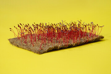 Amaranth microgreen grows on a linen rug.