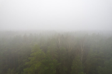 A stunning drone photo of a summer forest shrouded in thick fog. The mist creates a serene and tranquil setting, with an quality that enhances the natural beauty of the landscape.