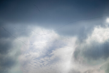 Large bird flock silhouette at intense blue cloudy sky