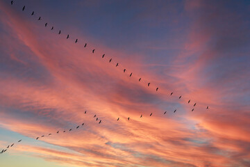 Beautiful nature at dawn silhouette migrating birds flying through colorful sky during sunset
