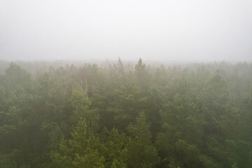 Obraz na płótnie Canvas A stunning drone photo of a summer forest shrouded in thick fog. The mist creates a serene and tranquil setting, with an quality that enhances the natural beauty of the landscape.