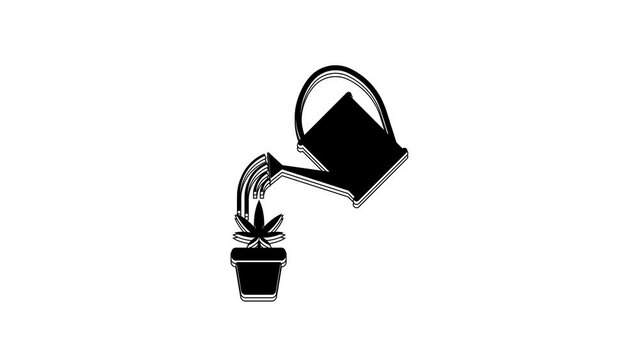 Black Watering can sprays water drops above marijuana or cannabis plant in pot icon isolated on white background. Marijuana growing concept. 4K Video motion graphic animation