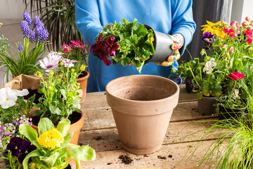 Spring decoration of a home balcony or terrace with flowers, woman transplanting a flower geranium into a clay pot, home gardening and hobbies, biophilic design