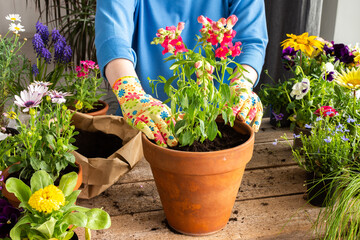 Spring decoration of a home balcony or terrace with flowers, woman transplanting a flower...