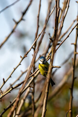 A blue tit perched on a bare tree branch, with a shallow depth of field