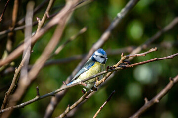 A blue tit perched on a bare tree branch, with a shallow depth of field