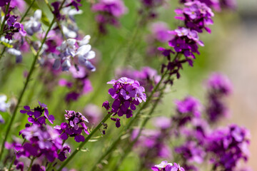 Obraz premium Pretty purple wallflowers in the sunshine, with a shallow depth of field
