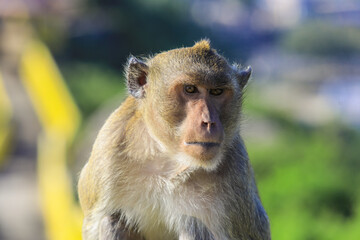 Cute Asian Macaque on the village road in Thailand