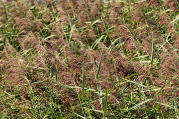 Green grass and swamp in the summer