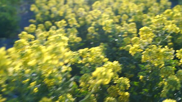 Yellow blooming canola field. Rapeseed in agricultural field, close up. Blooming rapeseed field. Rapeseed is grown for the production of animal feeds, vegetable oils and biodiesel.