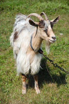 Photo of a gray goat in full growth.