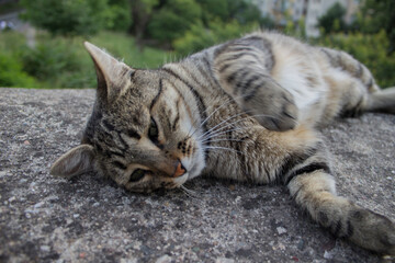 Portrait of tabby cat, cat posing for camera, street cat, stray cat.