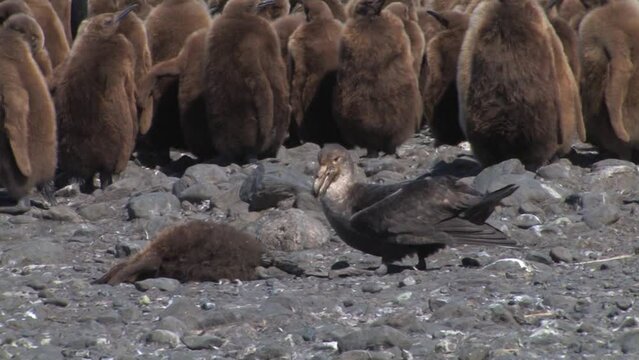 scavenger feeding on dead penguin