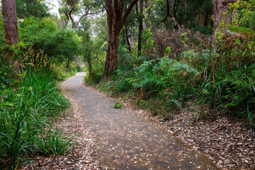 Nature walk among giant trees in the Walpole area in the Southwest of Western Australia