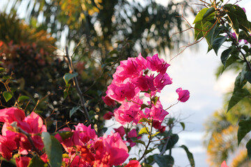 pink flowers in the garden