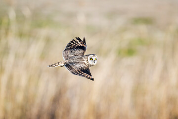 コミミズク飛翔